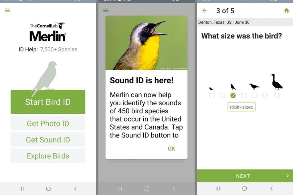 How to Identify Bird Calls On Your&nbsp;Phone